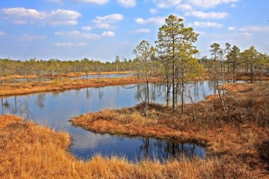 Letonya Kemeri Milli Parkı'nda Büyük Kemeri Bog