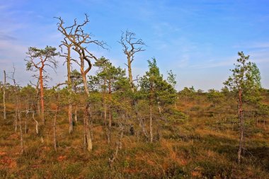 Letonya Kemeri Milli Parkı'nda Büyük Kemeri Bog