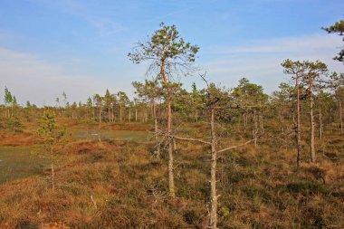Letonya Kemeri Milli Parkı'nda Büyük Kemeri Bog