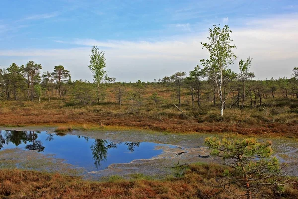 Grande palude di Kemeri nel parco nazionale di Kemeri in Lettonia Immagini Stock Royalty Free