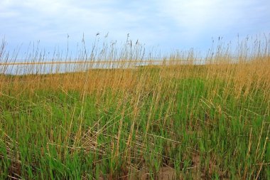 Baltık Denizi kıyısında