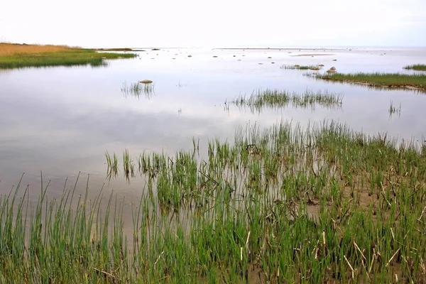 Côte de la mer Baltique — Photo