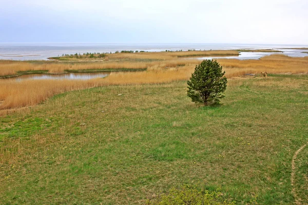 Baltic Sea coast — Stock Photo, Image