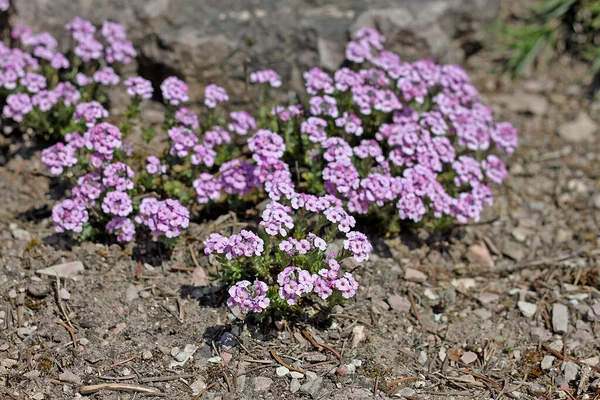 Aethionema Schistosum Другие Названия Турецкая Каменщица Ароматный Персидский Каменный Крест — стоковое фото