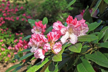 Baharda Rhododendron. Çoğu türün kışın sonundan yazın başına kadar açan gösterişli çiçekleri vardır.