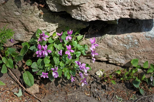 Viola Rupestris Μεγαλώνει Στις Ηλιόλουστες Βραχώδεις Πλαγιές Των Βουνών Ανοικτές — Φωτογραφία Αρχείου