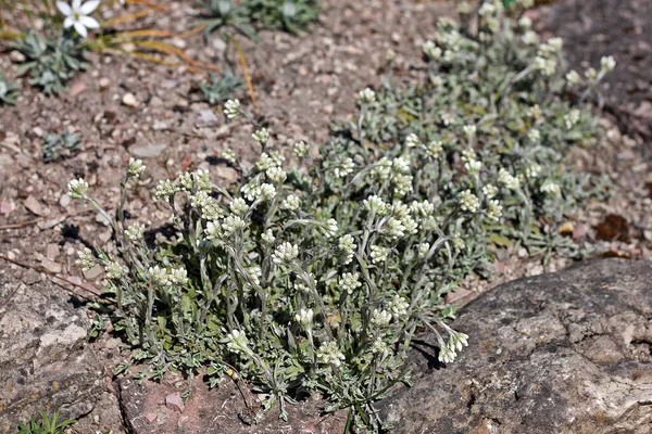 Antennaria Alpina Una Planta Herbácea Perenne Con Flores Color Blanquecino —  Fotos de Stock