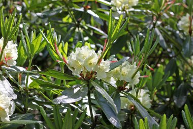 Baharda Rhododendron. Çoğu türün kışın sonundan yazın başına kadar açan gösterişli çiçekleri vardır.