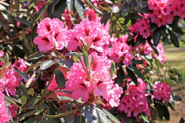 Baharda Rhododendron. Çoğu türün kışın sonundan yazın başına kadar açan gösterişli çiçekleri vardır.