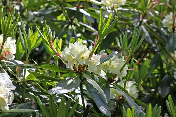 Baharda Rhododendron. Çoğu türün kışın sonundan yazın başına kadar açan gösterişli çiçekleri vardır.