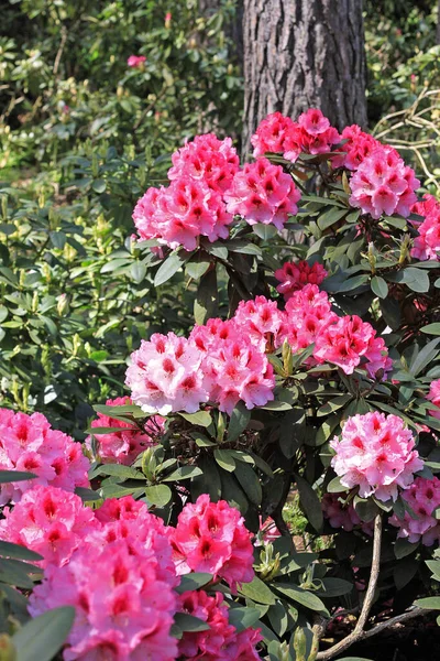 Rhododendron Frühling Die Meisten Arten Haben Auffällige Blüten Die Vom — Stockfoto