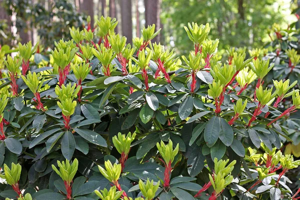 Baharda Rhododendron Çoğu Türün Kışın Sonundan Yazın Başına Kadar Açan — Stok fotoğraf