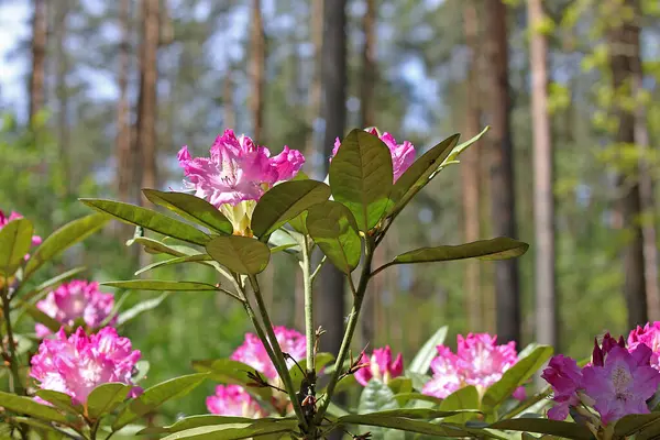 Rhododendron Primavera Mayoría Las Especies Tienen Flores Llamativas Que Florecen —  Fotos de Stock