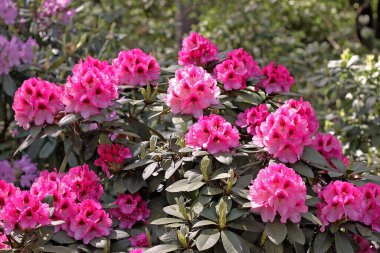 Baharda Rhododendron. Çoğu türün kışın sonundan yazın başına kadar açan gösterişli çiçekleri vardır.