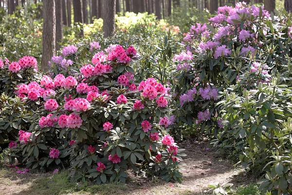 Rhododendron Frühling Die Meisten Arten Haben Auffällige Blüten Die Vom — Stockfoto