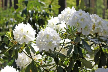 Baharda Rhododendron. Çoğu türün kışın sonundan yazın başına kadar açan gösterişli çiçekleri vardır.