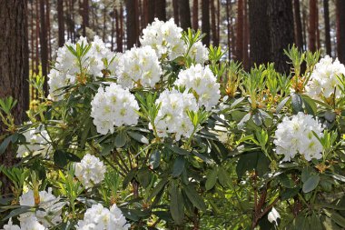 Baharda Rhododendron. Çoğu türün kışın sonundan yazın başına kadar açan gösterişli çiçekleri vardır.