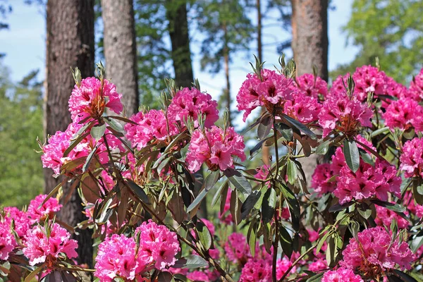 Rhododendron Primavera Mayoría Las Especies Tienen Flores Llamativas Que Florecen —  Fotos de Stock