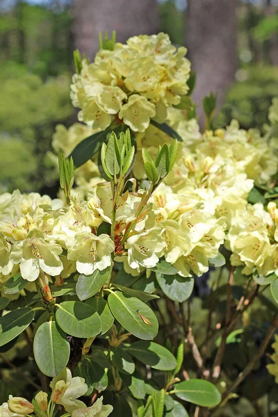 春天里的杜鹃大多数物种都有艳丽的花朵 从冬末开花到夏初开花 — 图库照片