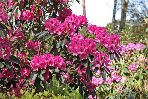 Rhododendron Primavera Maioria Das Espécies Tem Flores Vistosas Que Florescem — Fotografia de Stock