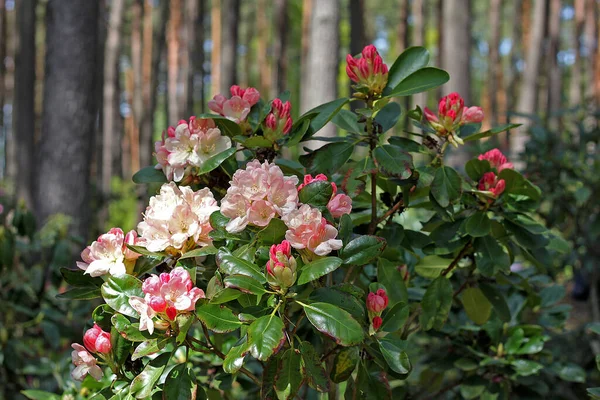 Rhododendron Primavera Mayoría Las Especies Tienen Flores Llamativas Que Florecen —  Fotos de Stock