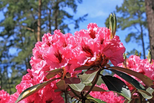 Rhododendron Frühling Die Meisten Arten Haben Auffällige Blüten Die Vom — Stockfoto