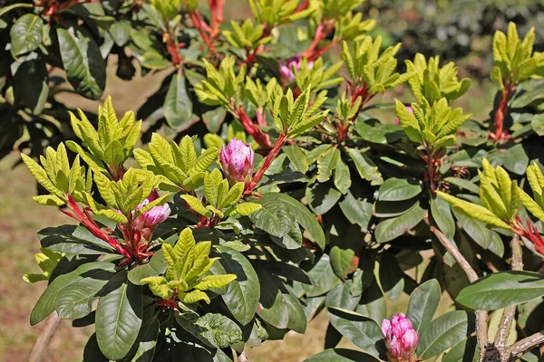 Rhododendron Primavera Maioria Das Espécies Tem Flores Vistosas Que Florescem — Fotografia de Stock