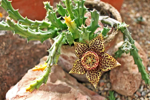 Stapelia, daha çok Güney Afrika 'da yetişen bir bitki cinsidir. Stapelia çiçeklerinin çoğu görünürde kıllıdır ve çiçek açtıklarında çürümüş et kokusu yayarlar.