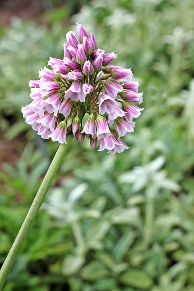 Allium Tripedale Bulboso Perene Com Lineares Keeled Folhas Basais 30Cm — Fotografia de Stock