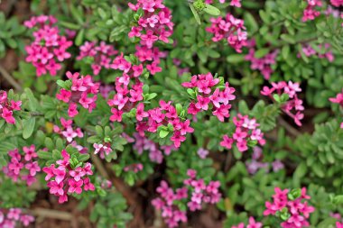 Daphne cneorum, Orta ve Güney Avrupa 'nın dağlarında yetişen bir çiçek bitkisi türüdür. Devamlı yayılan yeşil bir çalı. Bitkinin tüm parçaları insanlar için zehirlidir.