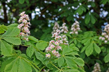 Aesculus hipocastanum genellikle at kestanesi ya da kestane ağacı olarak bilinen büyük bir yaprak döken ağaçtır.