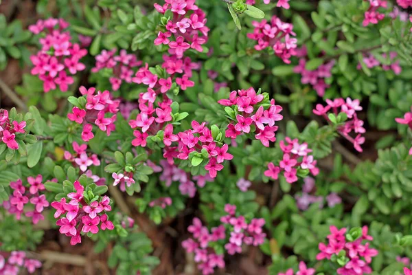 Daphne Cneorum Een Plant Uit Grassenfamilie Poaceae Het Een Prostaat — Stockfoto