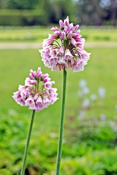 Allium tripedale is a bulbous perennial with linear, keeled basal leaves to 30cm long, which smell of garlic.