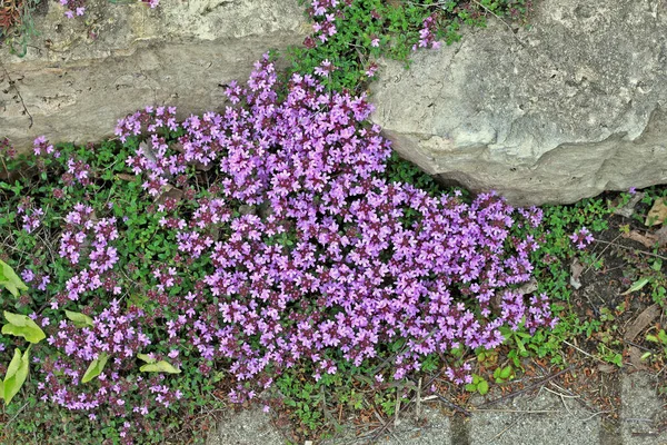 Thymus Thymus Cinsi Yaklaşık 350 Aromatik Bitkisel Bitki Çalılık Içerir — Stok fotoğraf