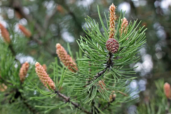 Pine trees are evergreen, coniferous resinous trees or, rarely, shrubs.