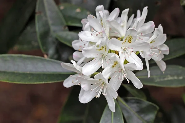 Rhododendron Printemps Plupart Des Espèces Ont Des Fleurs Voyantes Qui — Photo