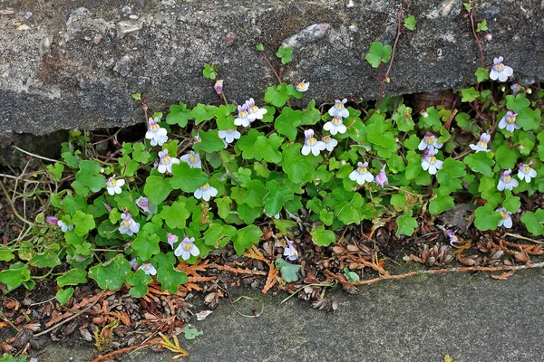 Sarmaşık Yapraklı Mantar Toadflax Kenilworth Sarmaşığı Kolezyum Sarmaşığı Oxford Sarmaşığı — Stok fotoğraf