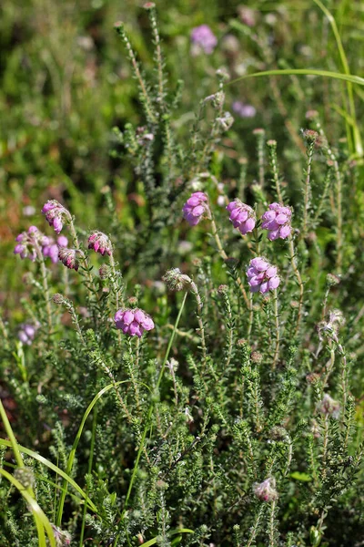 Erica Tetralix Erica Tetralix Een Plant Uit Familie Ericaceae Moerassen — Stockfoto