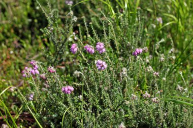 Çapraz yapraklı fundalık Erica tetralix, Ericaceae familyasından bir bitki türü. Bataklıklarda, ıslak çalılıklar ve nemli kozalaklı ağaçlar bitkilerin baskın bir parçası haline gelebilir..