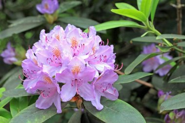 Baharda Rhododendron. Çoğu türün kışın sonundan yazın başına kadar açan gösterişli çiçekleri vardır.