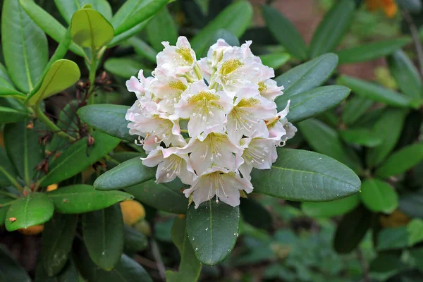 Rhododendron Primavera Maioria Das Espécies Tem Flores Vistosas Que Florescem — Fotografia de Stock