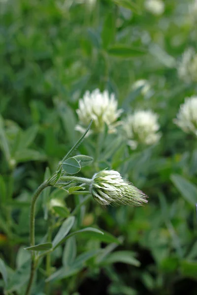 Trifolium Ochroleucon Également Connu Sous Nom Trifolium Ochroleucum Trèfle Sulfureux — Photo