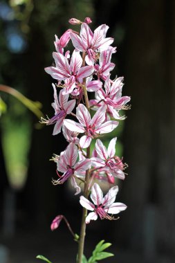 Dictamnus Kafkasya. Yanan çalı, dittany, gaz fabrikası ve fraxinella olarak da bilinir. Popüler bahçe bitkisi.