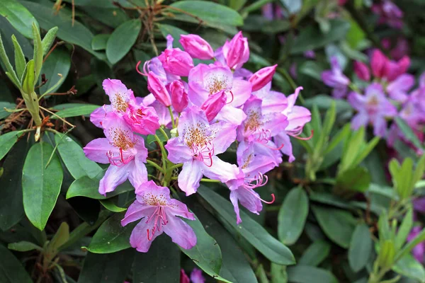 Rhododendron Frühling Die Meisten Arten Haben Auffällige Blüten Die Vom — Stockfoto