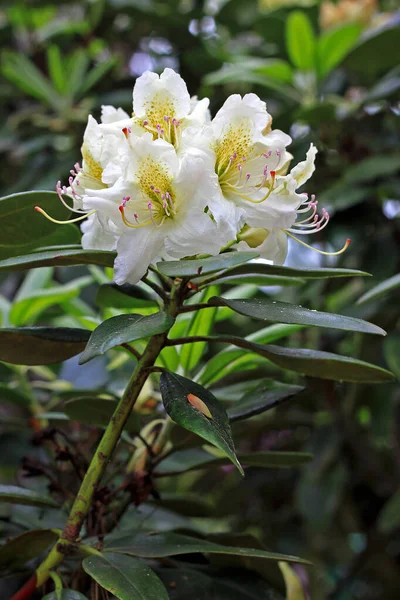 Rhododendron Våren Flesta Arter Har Prunkande Blommor Som Blommar Frã — Stockfoto