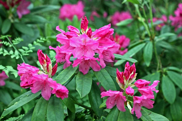 Rhododendron Frühling Die Meisten Arten Haben Auffällige Blüten Die Vom — Stockfoto