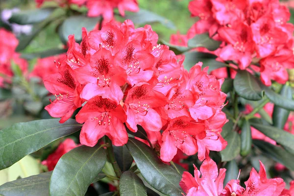 Rhododendron Frühling Die Meisten Arten Haben Auffällige Blüten Die Vom — Stockfoto