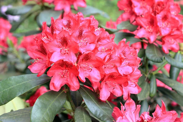 Rododendro Primavera Maggior Parte Delle Specie Hanno Fiori Appariscenti Che Foto Stock Royalty Free