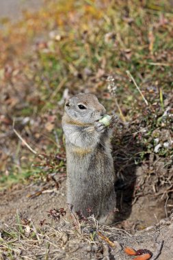 Arktik yer sincabı (Urocitellus parryii) Kamçatka Yarımadası, Rusya