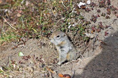 Arktik yer sincabı (Urocitellus parryii) Kamçatka Yarımadası, Rusya